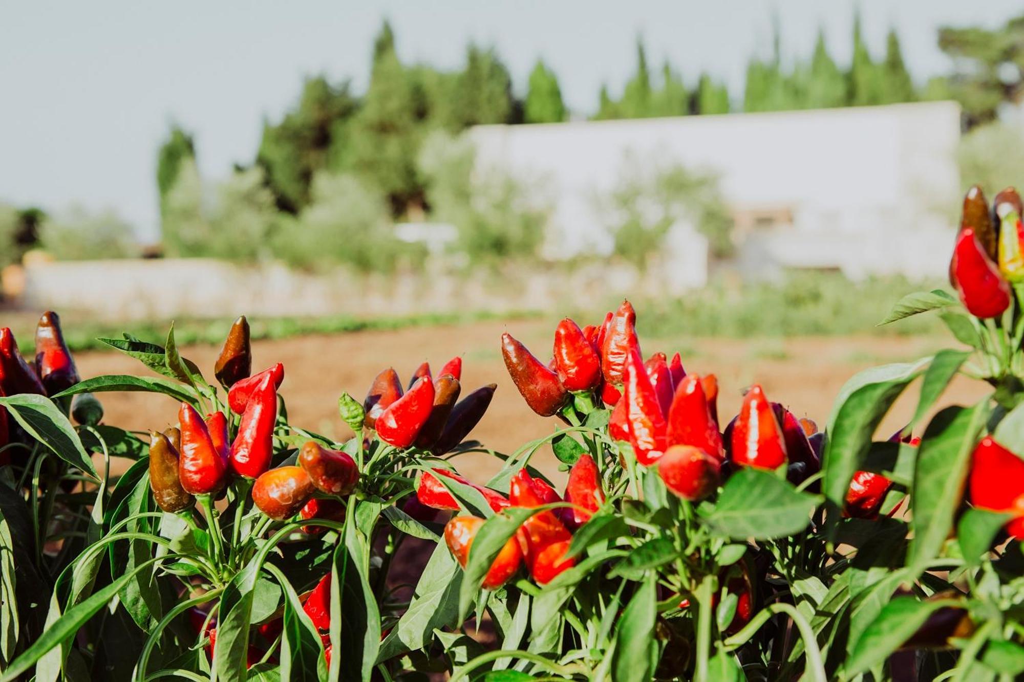 Masseria L'Uliveto Agri Resort Otranto Eksteriør billede